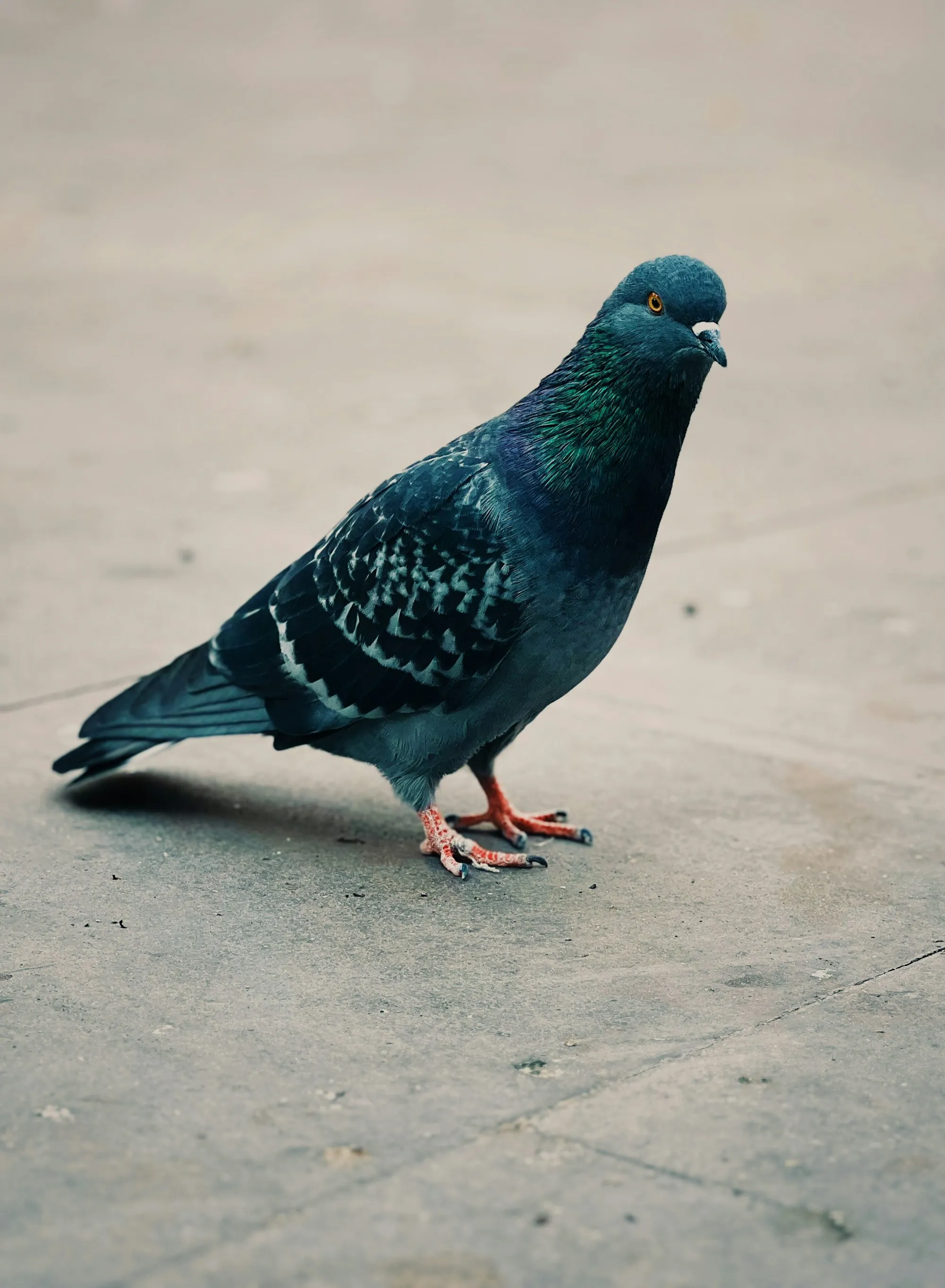 Dark pigeon standing on concrete, the kind of bird that nests under solar panels on Hazel Crest roofs