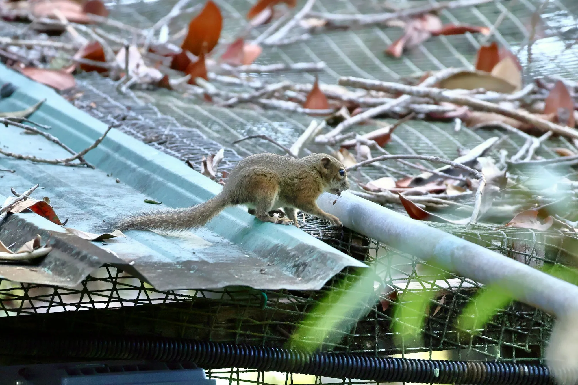 Squirrel on a gutter guard screen with leaves and twigs